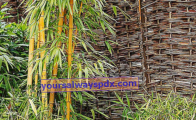 Bambù in vaso
