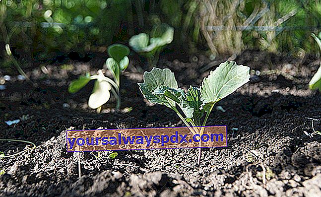 양배추 식물 이식