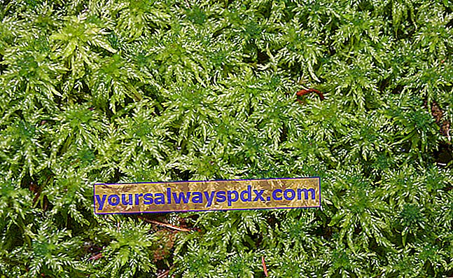 lumut sphagnum (Sphagnum magellanicum)