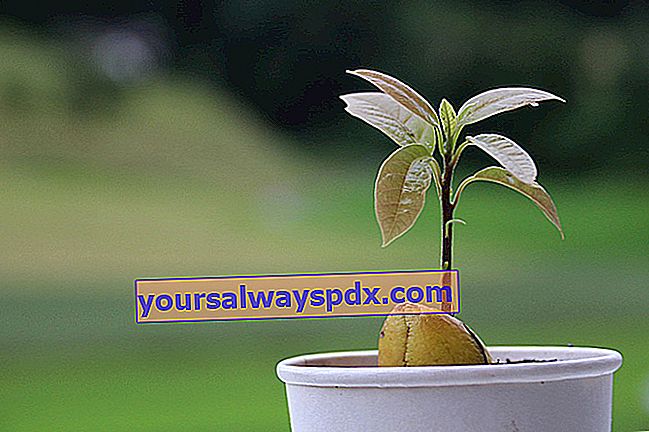 att odla en avokado från en grop