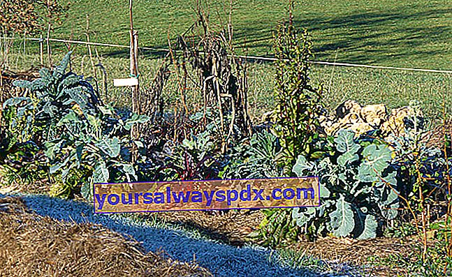 Permakultur grönsaks trädgård: vad man ska göra och veta