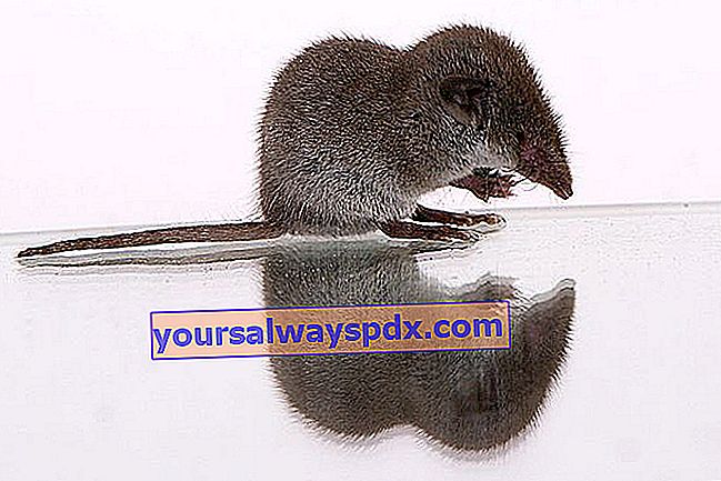 Garden shrew (Crocidura suaveolens)
