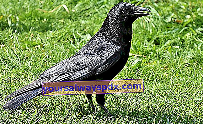 Carrion Crow banyak dijumpai di kawasan pedalaman yang jarang berhutan dan berhampiran kawasan penanaman
