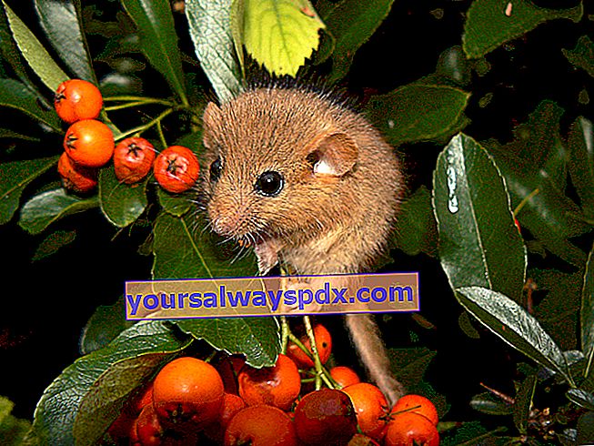 Muscardin (Muscardinus avellanarius) adalah tikus kecil yang dilindungi