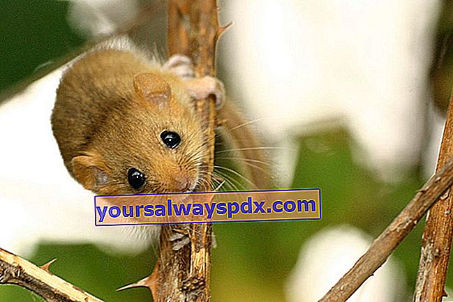 Muscardin (Muscardinus avellanarius) adalah tikus nokturnal kecil