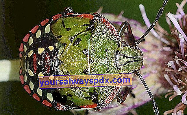 grøn bug (Nezara virudula)