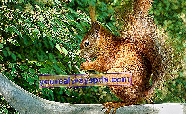 rød egern (Sciurus vulgaris) 