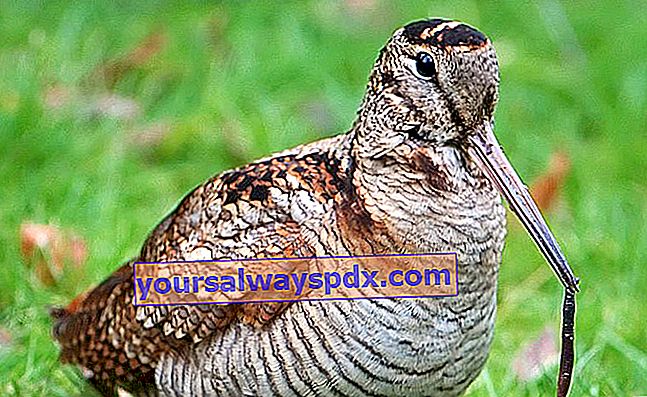 Waldschnepfe (Scolopax rusticola), Zugvogel, der in bewaldeten und feuchten Gebieten lebt