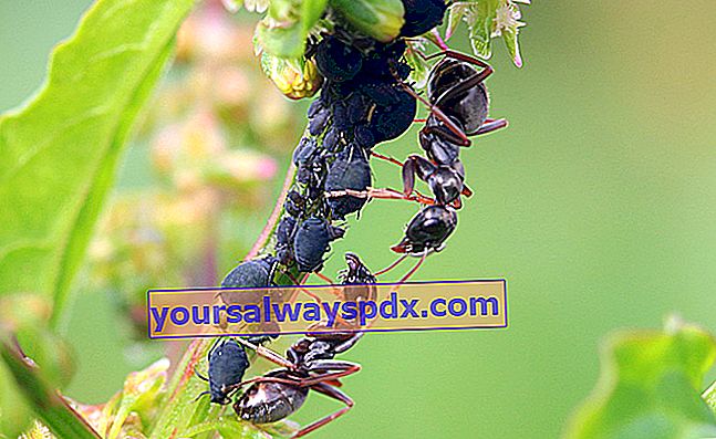 bladluis honingdauw voor zwarte tuinmier