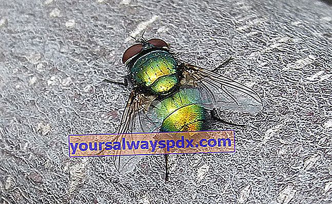 grøn flue (Lucilia caesar) 