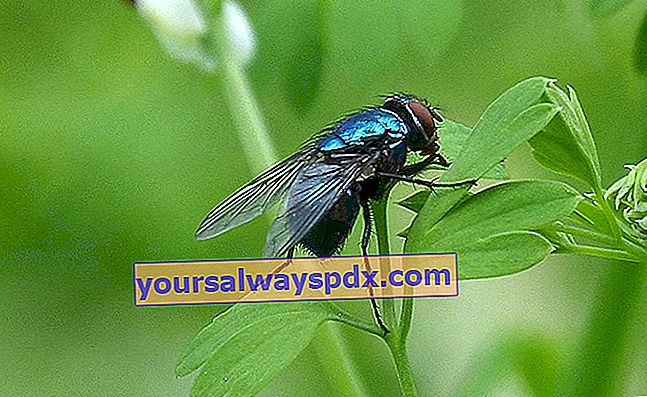blå kødflue (Calliphora vicina) 