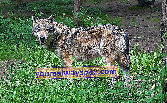 Europese wolf of gewone grijze wolf (Canis lupus lupus)