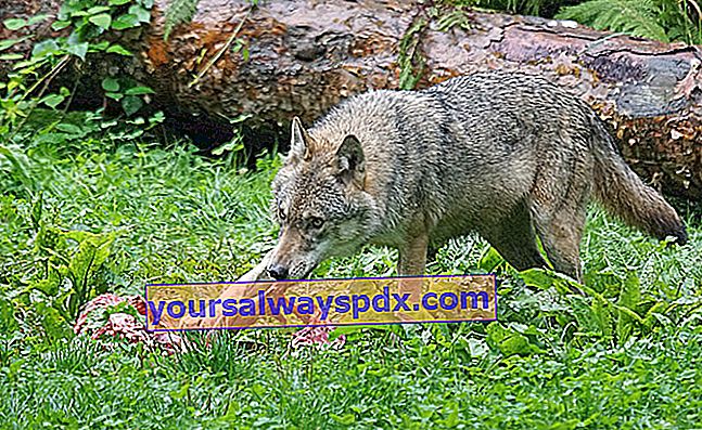 Europäischer Wolf oder gemeiner grauer Wolf (Canis lupus lupus)