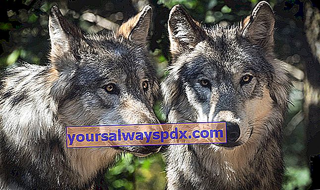Europäischer Wolf oder gemeiner grauer Wolf (Canis lupus lupus): umstrittenes wildes Tier
