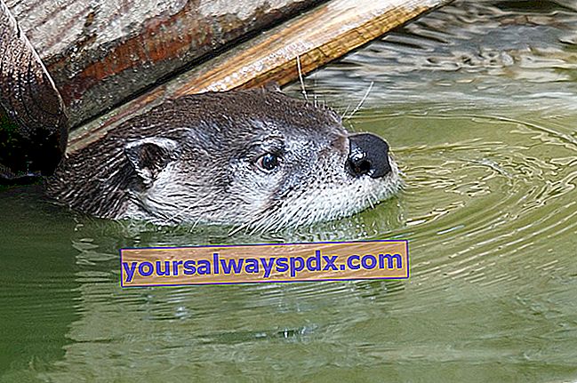 Gemeiner oder europäischer Otter (Lutra lutra)