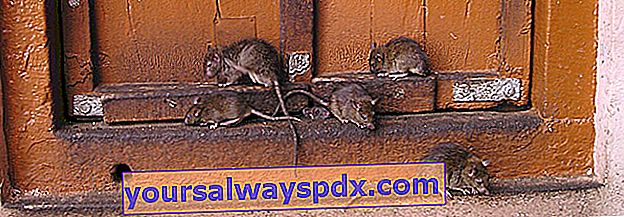 kelompok tikus