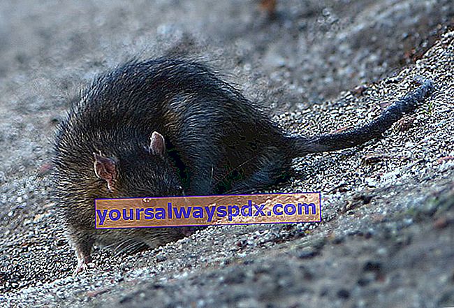 tikus selokan (Rattus norvegicus) 