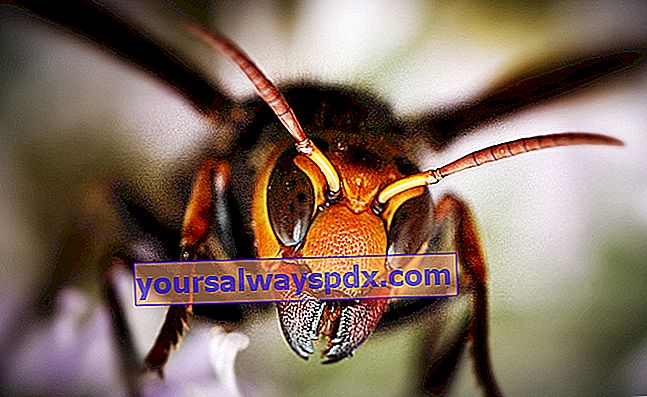 rahang dari lebah raksasa Asia