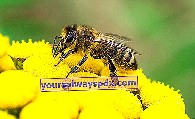 L'ape, l'insetto impollinatore essenziale alla vita