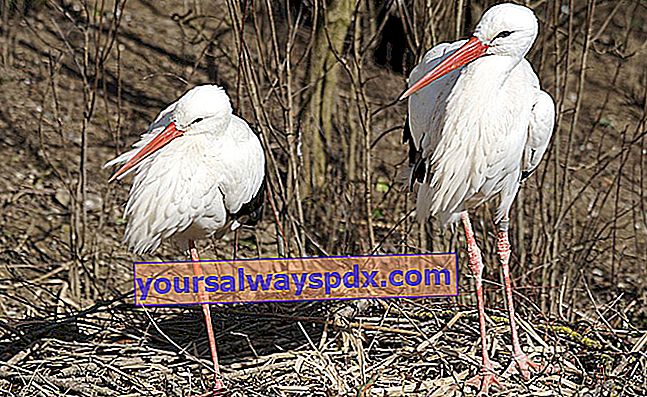 Stork-par, dannet for livet