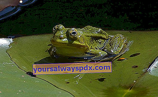 צפרדע ירוקה (Rana esculenta) 