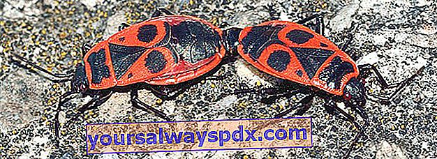 קונסטבל (Pyrrhocoris apterus)