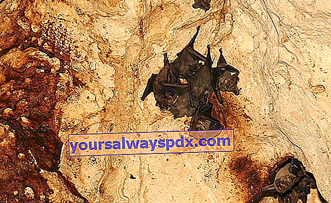 עטלפים טורפים חרקים