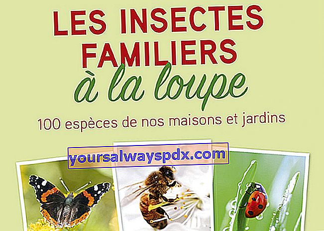  חרקים מוכרים תחת מיקרוסקופ מאת מתיאס הלב (Editions Delachaux & Niestlé)