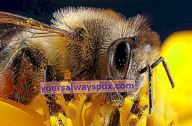 Honningbien (Apis mellifera) er det mest berømte bestøvende insekt