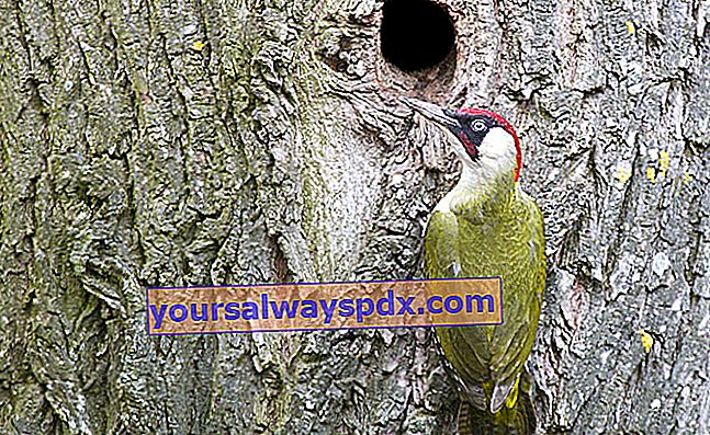 Burung pelatuk hijau atau pelatuk kayu (Picus viridis), burung cantik dengan bulu merah, kuning dan hijau