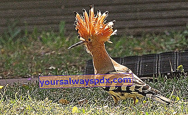 Hoopoe's levested