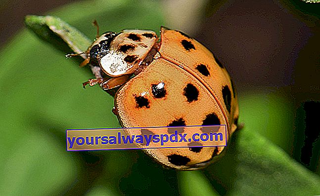 Bug wanita Asia (Harmonia axyridis)