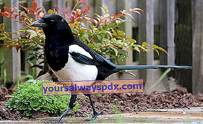 Magpien: den snakkesalige og tyvens sort-hvide fugl