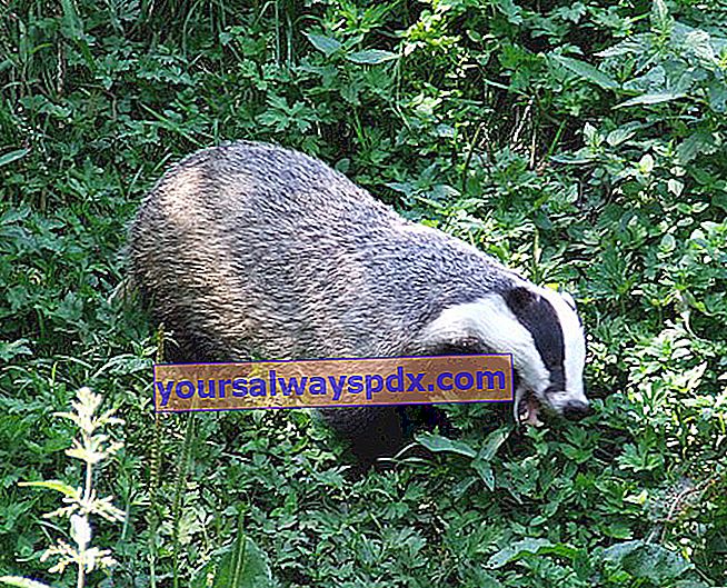 Badger di kebun