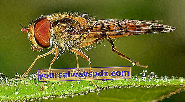 Syrphid, biologisches Kontrollmittel gegen Blattläuse