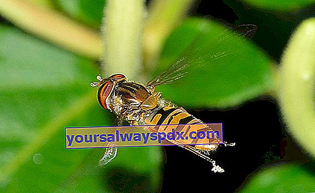hoverfly con cintura (Episyrphus balteatus)