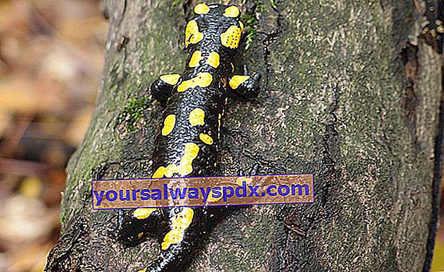 Salamander yang biasa atau dilihat (Salamandra salamandra)