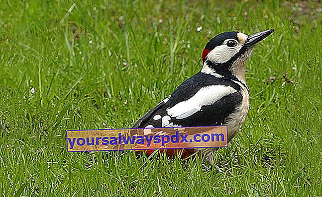 The Great Spotted Woodpecker pertama kali dikenali dengan warnanya yang pelbagai