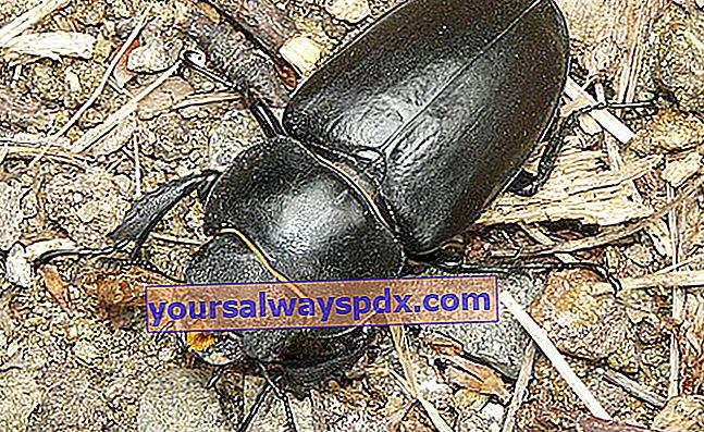 kumbang rusa betina (Lucanus cervus)