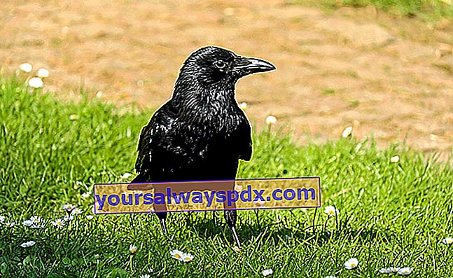The Raven (Corvus corax): burung hitam dan bising