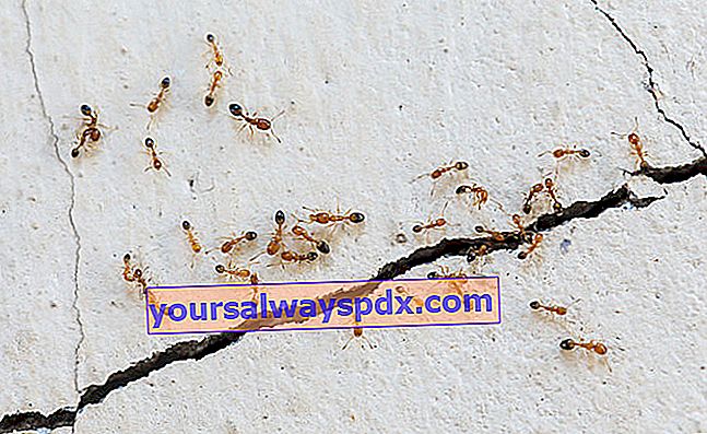 איך להיפטר מנמלים בבית ללא כימיקלים?