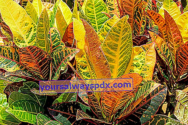 Croton (Codiaeum): plantning, genplantering, dyrkning og pleje