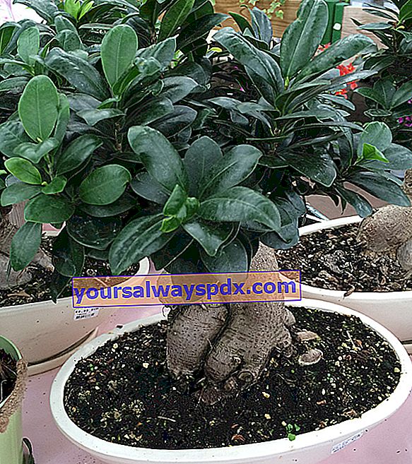 Pleje af Ficus ginseng (Ficus microcarpa eller retusa) i en gryde, stueplante