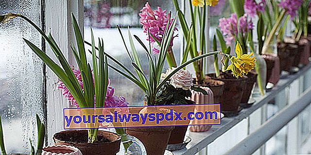 hvad man skal gøre med visne hyacintpærer derhjemme