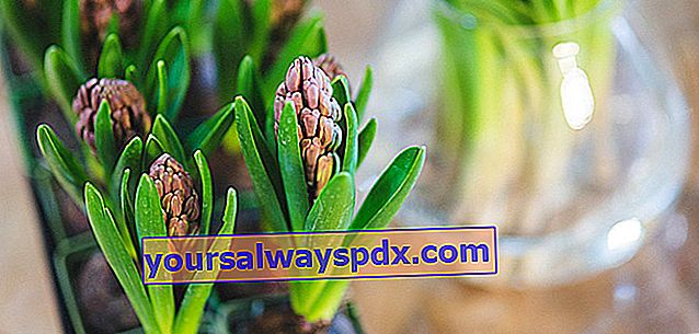 blomst en visnet tvungen hyacint