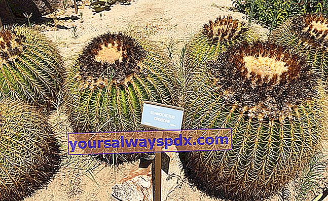 Kusyen ibu mertua (Echinocactus grusonii), kaktus landak laut