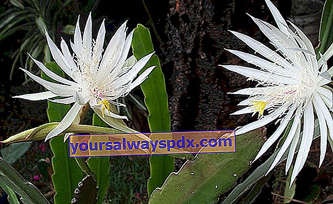 Epiphyllum oxypetalum atau kaktus orkid