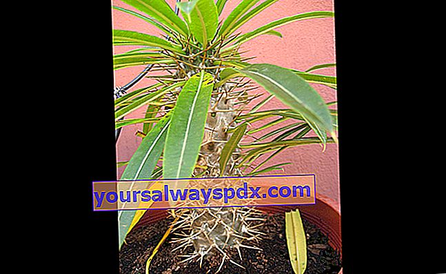 Madagaskansk palme dyrket indendørs