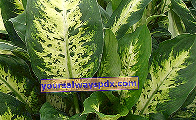 Dieffenbachia (Dieffenbachia), giftige Zimmerpflanze