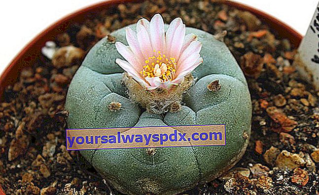 Peyote (Lophophora williamsii), un cactus allucinogeno